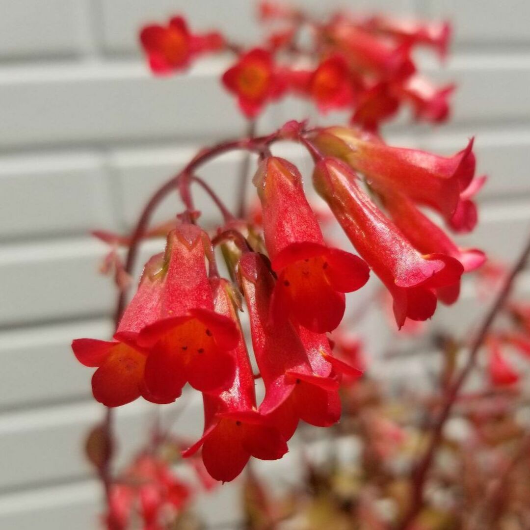 ミラベラ（紅提灯 ）カランコエ　B　抜き苗　　多肉植物 開花時期　冬から春 ハンドメイドのフラワー/ガーデン(プランター)の商品写真