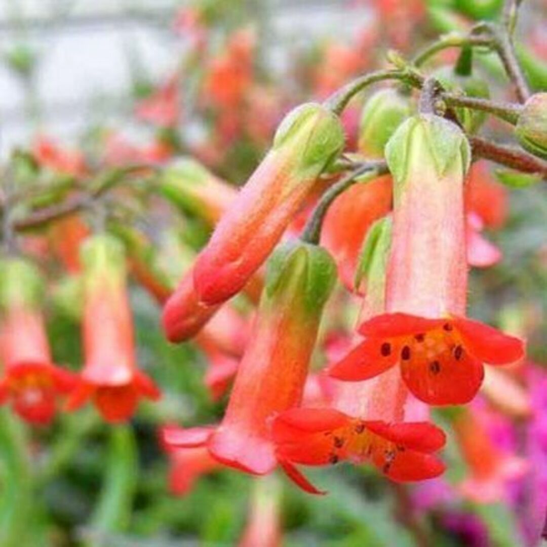 ミラベラ（紅提灯 ）カランコエ　B　抜き苗　　多肉植物 開花時期　冬から春 ハンドメイドのフラワー/ガーデン(プランター)の商品写真