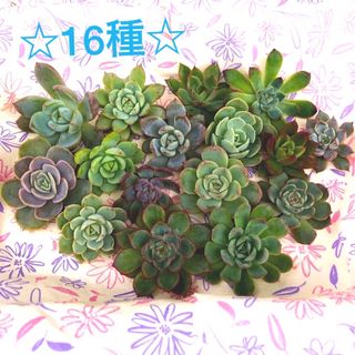 多肉植物②☆16種☆寄せ植え(その他)