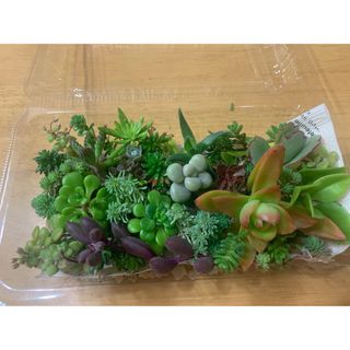 多肉植物　セダム　詰め合わせ　セット(その他)