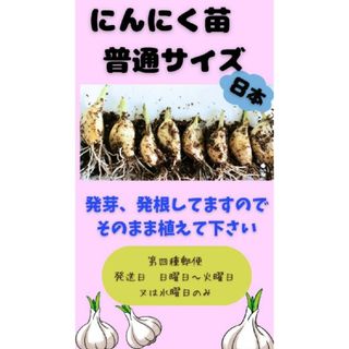 オーガニックニンニク苗普通サイズ8本(プランター)