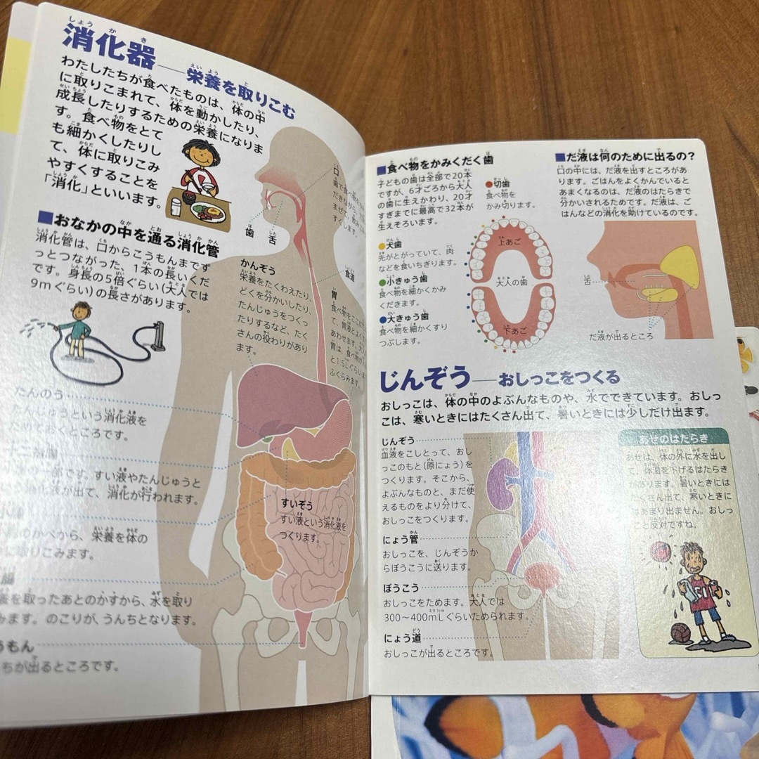 小学生の図鑑NEO 人間　魚 エンタメ/ホビーの本(絵本/児童書)の商品写真