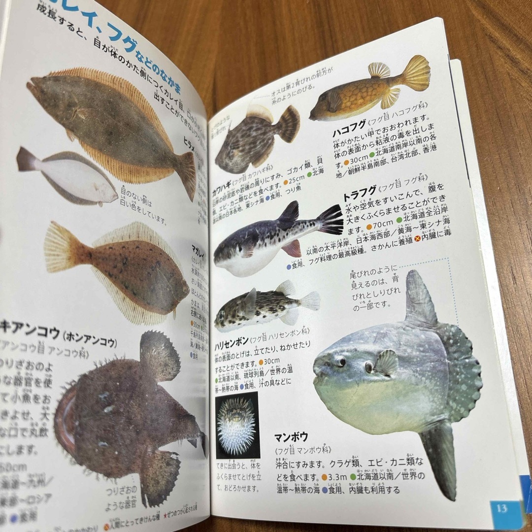 小学生の図鑑NEO 人間　魚 エンタメ/ホビーの本(絵本/児童書)の商品写真