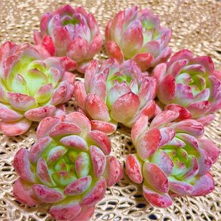 ♡韓国苗♡多肉植物♡美苗♡オールスター♡カット苗の通販|ラクマ ♡韓国苗♡多肉植物♡美苗♡オールスター♡カット苗の通販|ラクマ