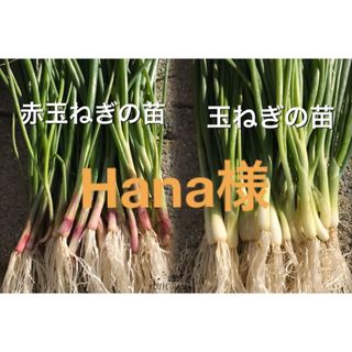 Hana様。ターザン50本、レッドグラマー50本(野菜)