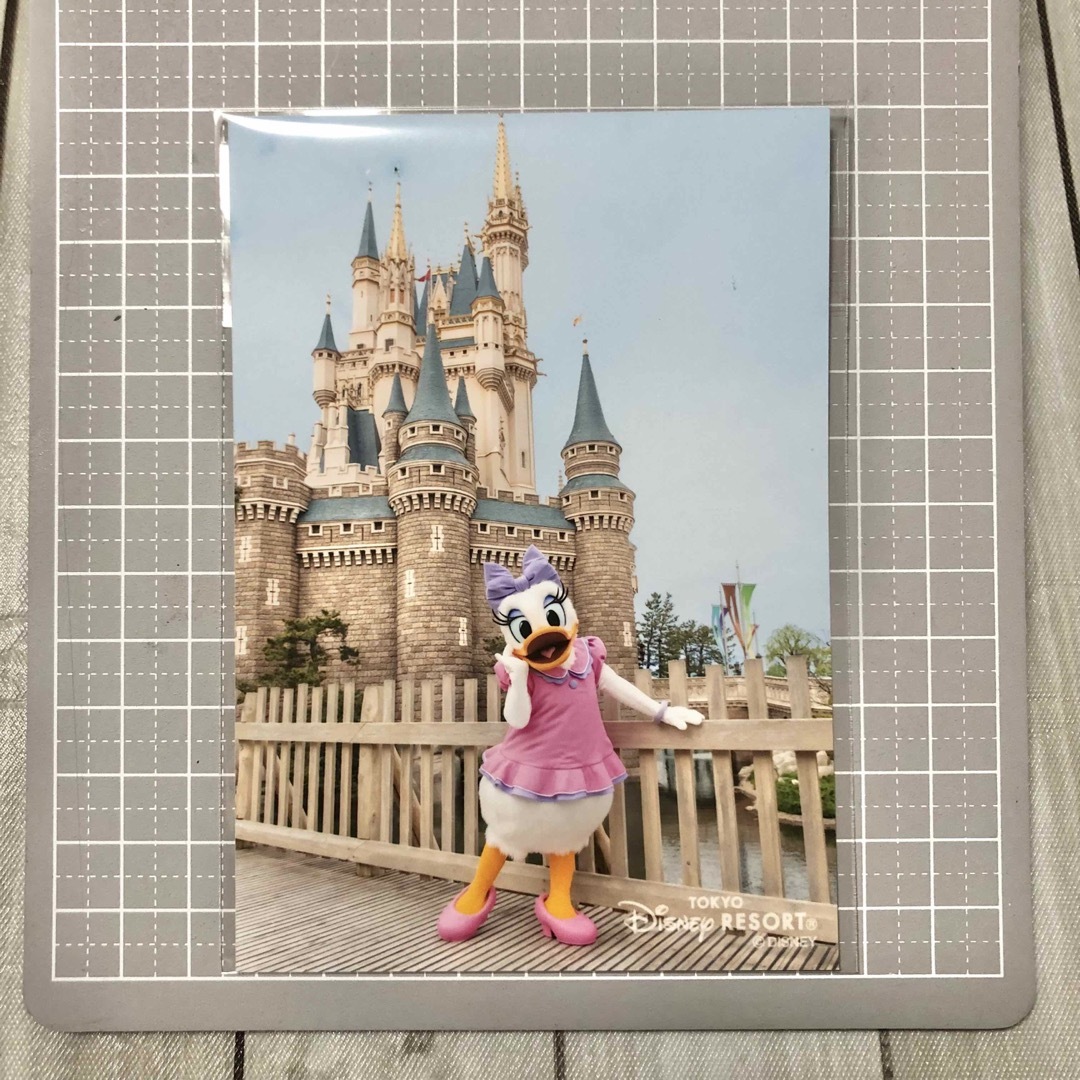 Disney(ディズニー)のデイジー　フォト エンタメ/ホビーの美術品/アンティーク(写真)の商品写真