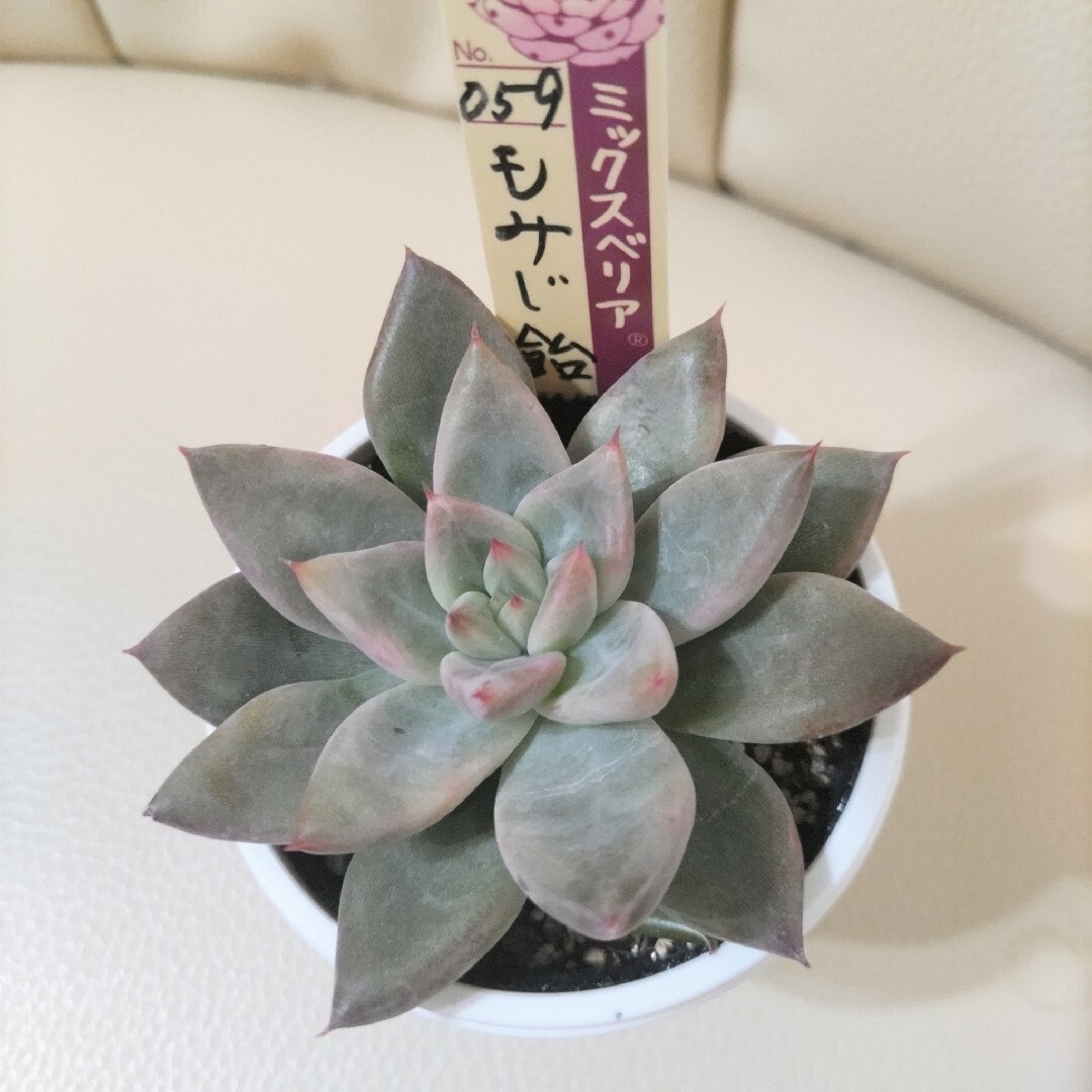 多肉植物 おらいさん ミックスベリア 円 札付きポットごと 多肉植物 おらいさん ミックスベリア 円 札付きポットごと
