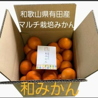 和歌山県有田産　マルチ栽培　和みかん6kg(フルーツ)