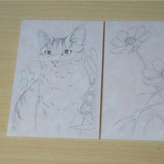 猫と花の絵葉書【未使用品】(使用済み切手/官製はがき)