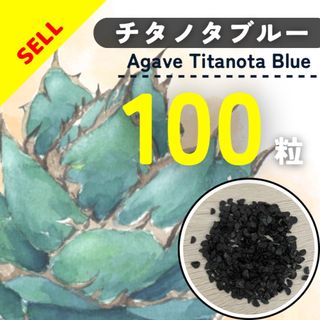 【9月入荷】アガベ チタノタブルー 種子 100粒(その他)