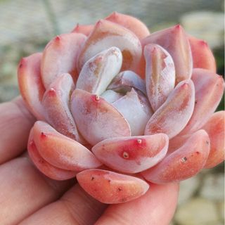 輸入苗　【新種】エケベリアPeach　　　　カット苗　　　多肉植物(その他)