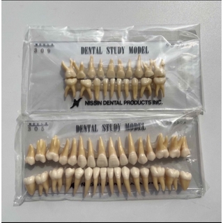 永久歯　乳歯(模型/プラモデル)