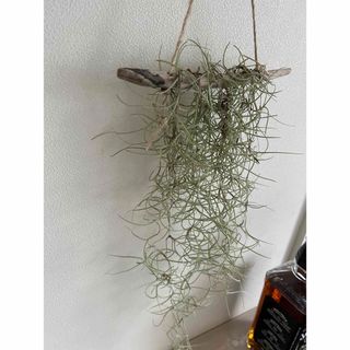 キッチン　カフェ　オシャレ　部屋　リビング　可愛い　雑貨　観葉植物　新築　18(置物)