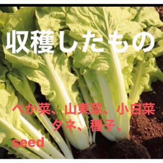 岐阜産、無消毒、べか菜、山東菜、小白菜 　タネ、種子、seed  　約600粒(野菜)