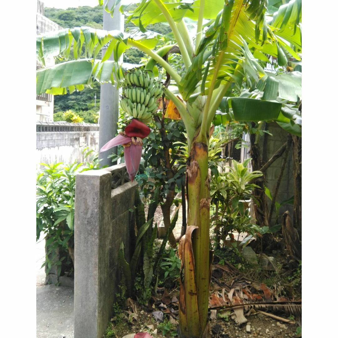 キングオブバナナ！お庭でも！ ドワーフ ナムワバナナの株分け苗 食品/飲料/酒の食品(フルーツ)の商品写真