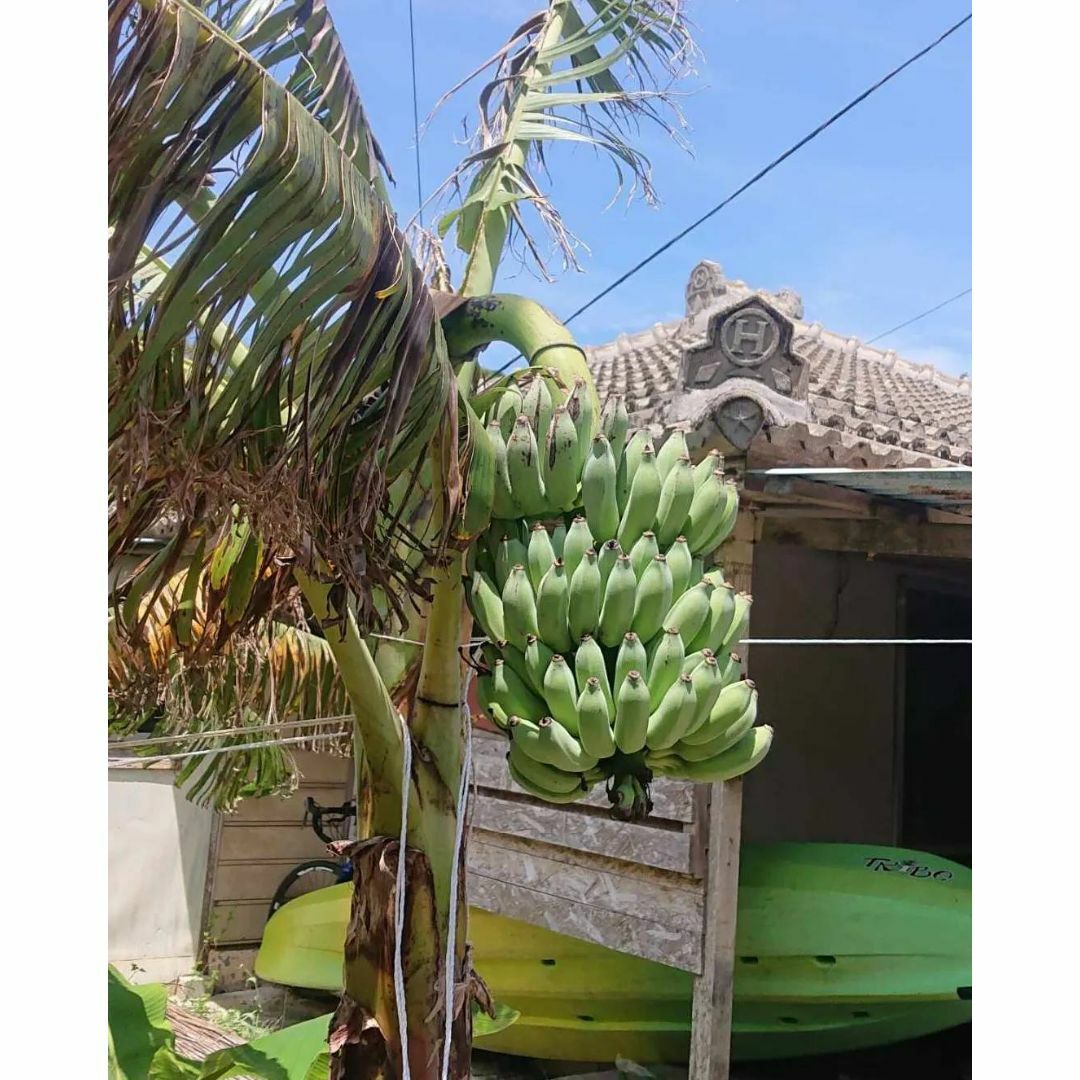 キングオブバナナ！お庭でも！ ドワーフ ナムワバナナの株分け苗 食品/飲料/酒の食品(フルーツ)の商品写真