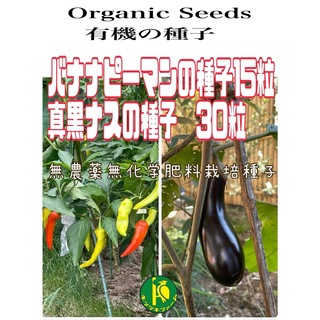 バナナピーマンの種子15粒と真黒ナスの種子30粒　無農薬無化学肥料栽培の種子(野菜)