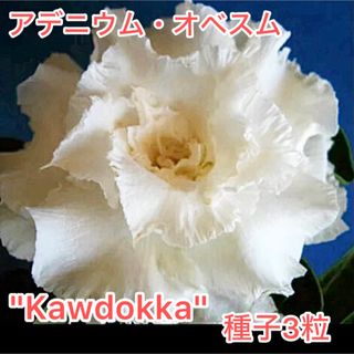 アデニウム・オベスム "Kawdokka" 種子3粒(その他)