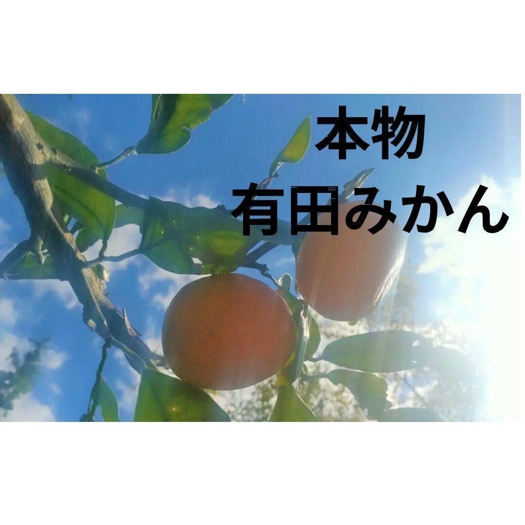 有田みかん(アリダミカン)の年末年始も発送 1.5Kg未満 有田みかん 自消費用限定品 和歌山特産品 日本一 食品/飲料/酒の食品(フルーツ)の商品写真