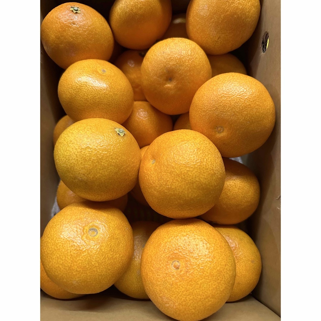 あいか 約5kg L 柑橘 食品/飲料/酒の食品(フルーツ)の商品写真