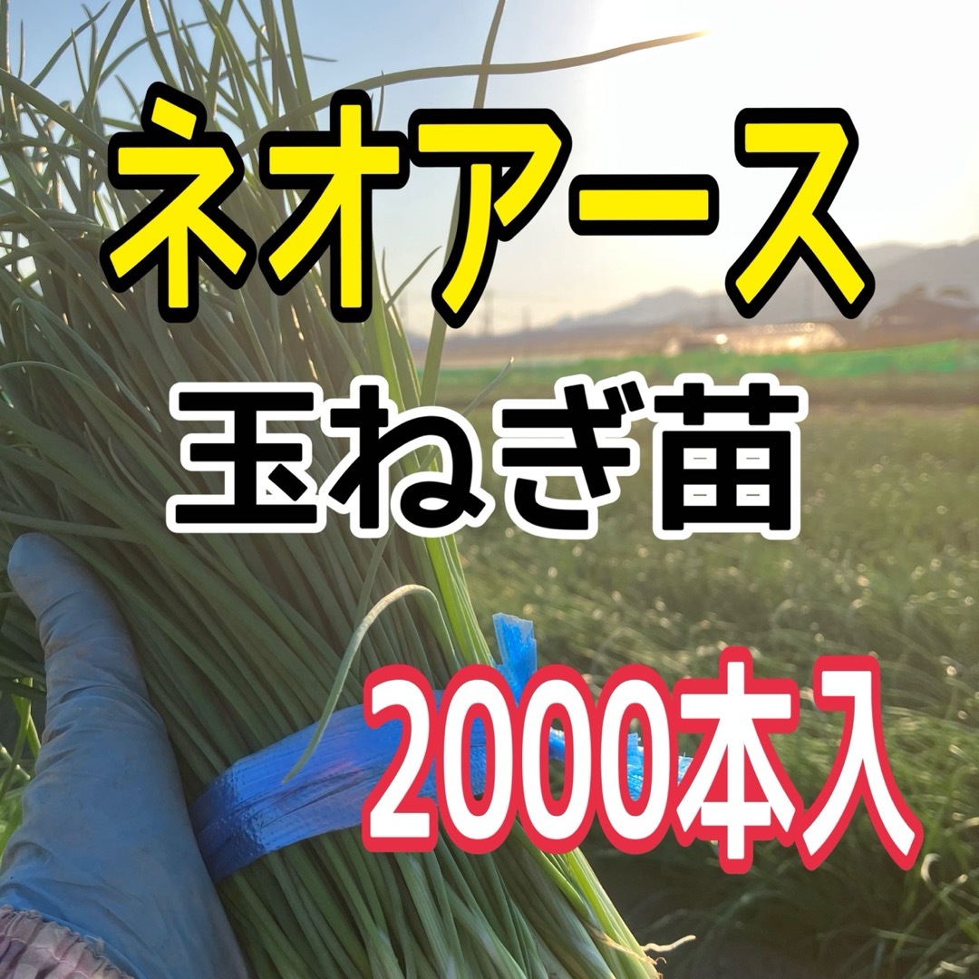 玉葱苗 ネオアース 2000本