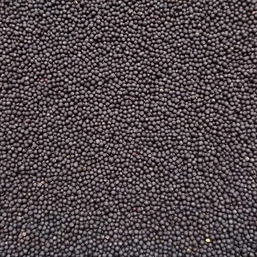 ベビーリーフ種子 B-37 切葉レッドケール 2.5ml 約540粒 x 2袋 食品/飲料/酒の食品(野菜)の商品写真
