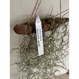 部屋　グリーン　植物　家具　リラックス　小物　玄関　インテリア　ガーデン　17(リース)