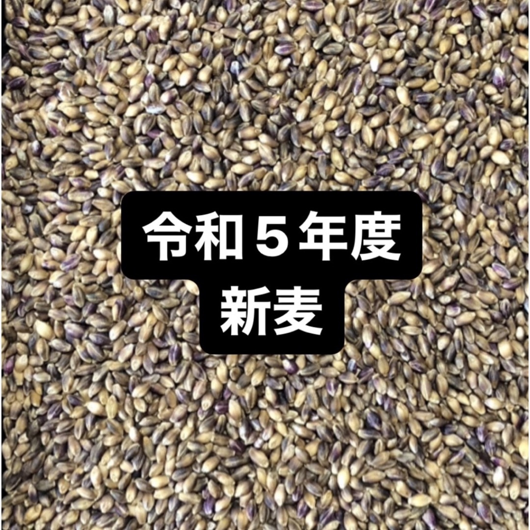 令和５年度産もち麦（ダイシモチ）900g 食品/飲料/酒の食品(米/穀物)の商品写真
