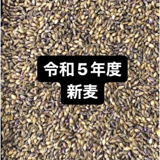 令和５年度産もち麦（ダイシモチ）900g(米/穀物)