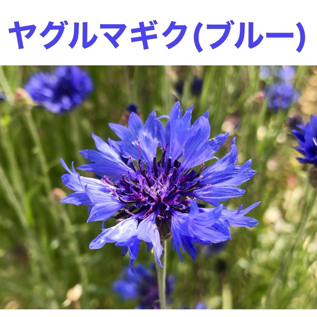 春に咲く秋蒔きの花の種  売り切りSALE⑰ ハンドメイドのフラワー/ガーデン(その他)の商品写真
