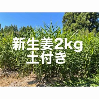 新生姜2kg(野菜)