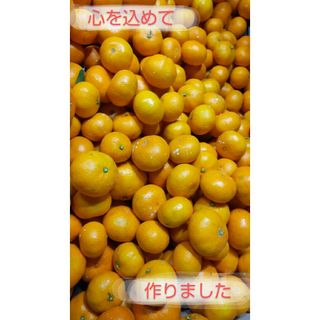 ⑩心を込めてつくった。おいしいみかん「早生みかん」10kg（箱込）熊本みかん(フルーツ)