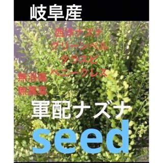 岐阜産、天然グリーンベルの種200粒  タラスピ ペニークレス 、軍配ナズナタネ(プランター)