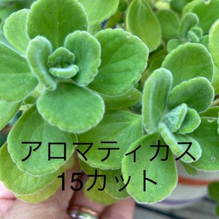 多肉植物　アロマティカス　15カット苗(プランター)