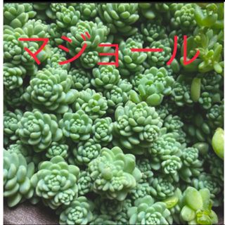 多肉植物✴︎ マジョール　10カット苗(プランター)