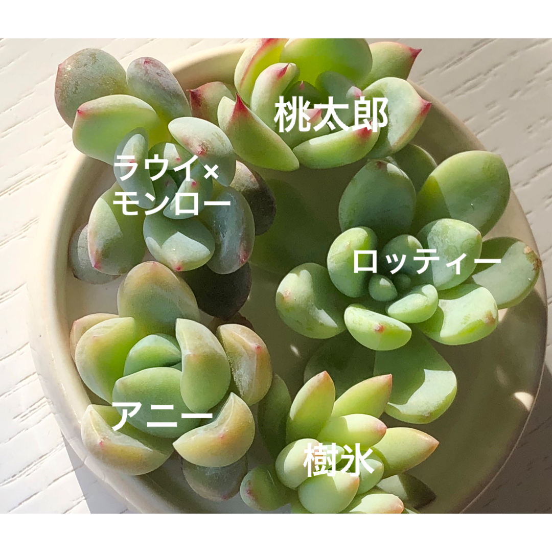 ③多肉植物 エケベリア カット苗 詰め合わせ ハンドメイドのフラワー/ガーデン(その他)の商品写真