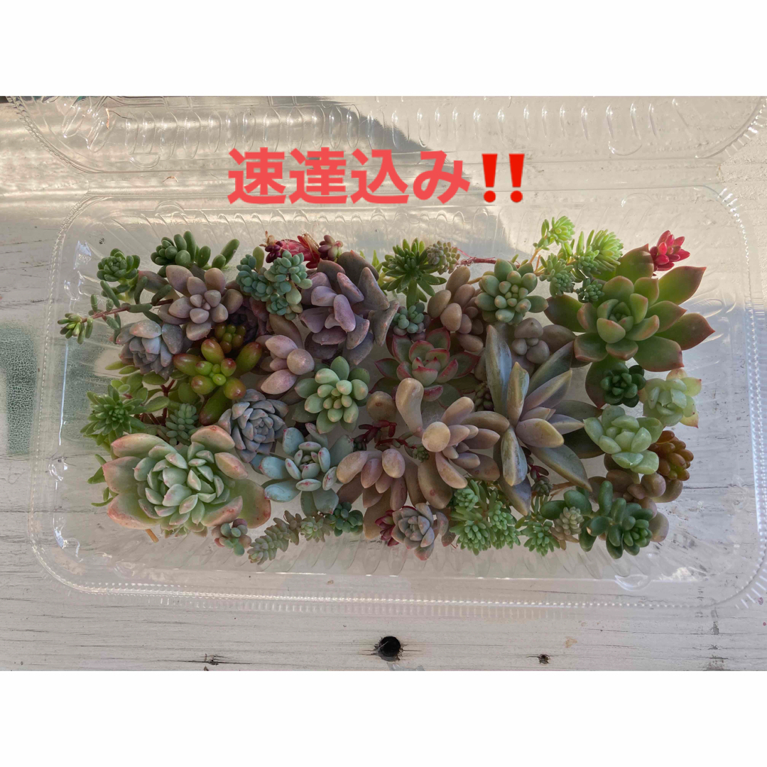 多肉植物　セダム　カット苗 ハンドメイドのフラワー/ガーデン(その他)の商品写真