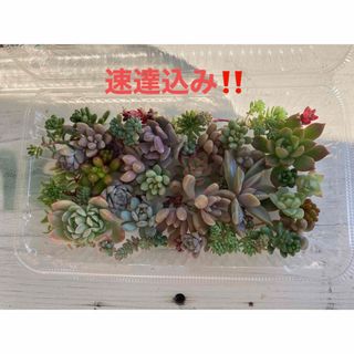 多肉植物　セダム　カット苗(その他)