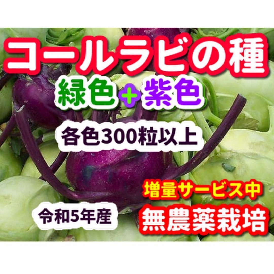 まゆ様専用★コールラビ種・各300粒以上✦合計600粒以上＋他1セット 食品/飲料/酒の食品(野菜)の商品写真