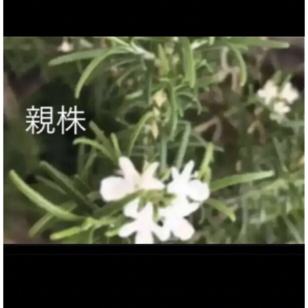 B希少(ᵔᴥᵔ)♡発根♡白花♡ローズマリー 料理 ホワイトガーデン | フリマアプリ ラクマ B希少(ᵔᴥᵔ)♡発根♡白花♡ローズマリー 料理 ホワイトガーデン | フリマアプリ ラクマ