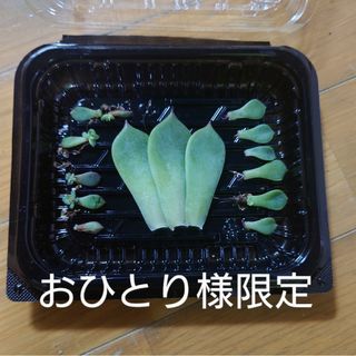 多肉植物  葉挿し  3種類(その他)