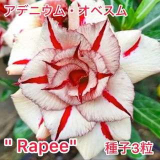 アデニウム・オベスム "Rapee" 種子3粒(その他)