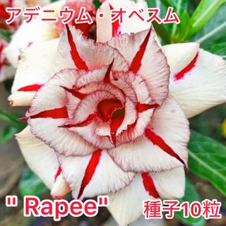 アデニウム・オベスム "Rapee" 種子10粒(その他)