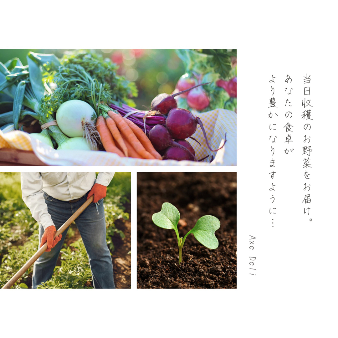 愛媛県東温産【無農薬】【農家直送】気まぐれお野菜詰め合わせ♪ 食品/飲料/酒の食品(野菜)の商品写真