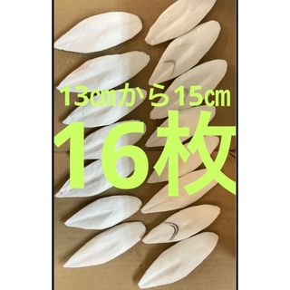 明石産いかの甲羅 カルトボーン カットルボーン カトルボーン 16枚(鳥)