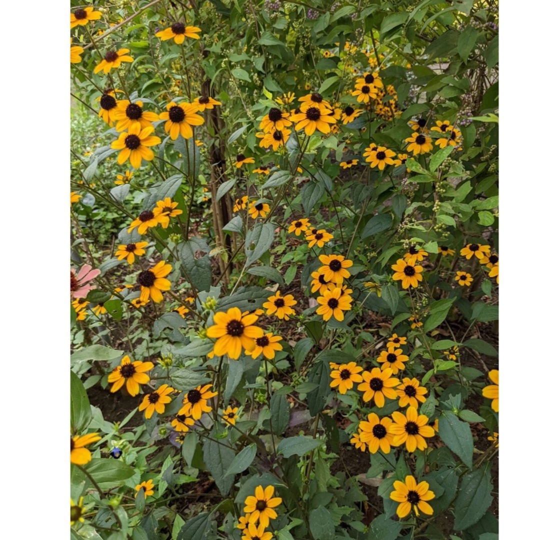 ルドベキア　タカオ　花苗　根付き　色鮮やかで可愛くて花期の長い小花　　２株 ハンドメイドのフラワー/ガーデン(プランター)の商品写真