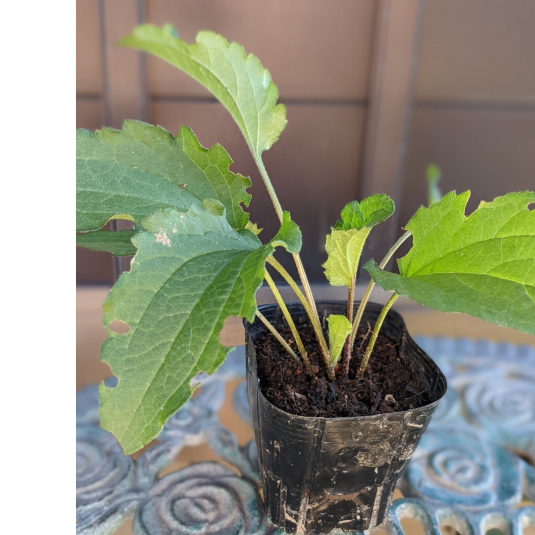 ルドベキア　タカオ　花苗　根付き　色鮮やかで可愛くて花期の長い小花　　２株 ハンドメイドのフラワー/ガーデン(プランター)の商品写真