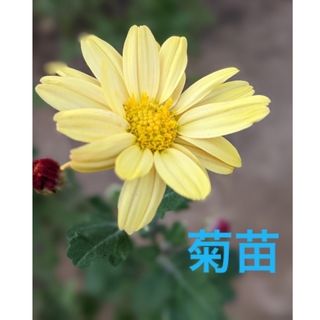 花苗　根付き菊苗　黄色　2苗(プランター)