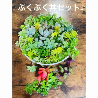 多肉　ぷくぷく丼セット　寄せ植え(その他)