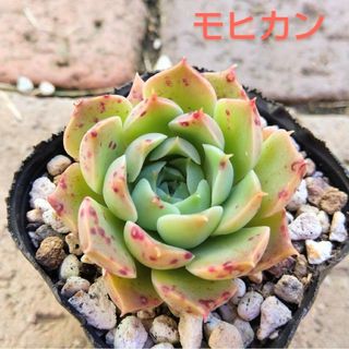 多肉植物　モヒカン　発根済み(その他)